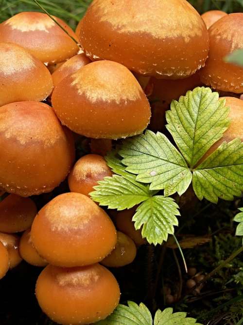 Mushrooms Macro Jahodiní Penízovka Velvet