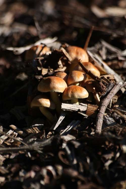 Mushrooms Woodland Fungi Forest Mushroom Autumn