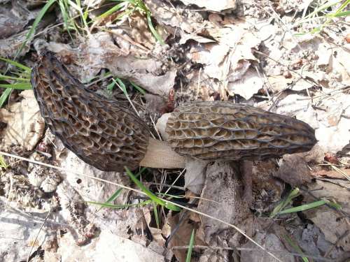 Mushrooms Morchella Conica Spring Nature