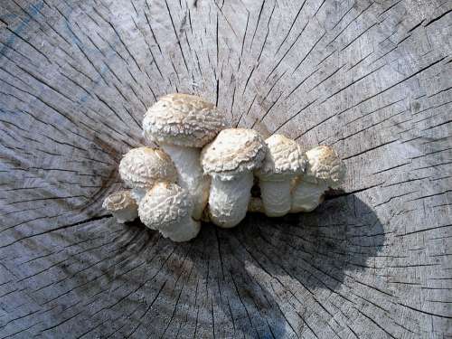 Mushrooms Log Forest Nature Tree Scale