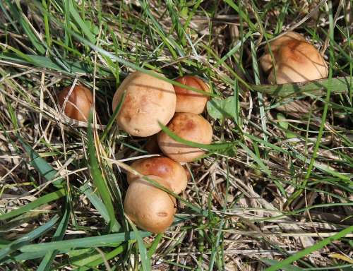 Mushrooms Boletes Fungi Granule - Boletus