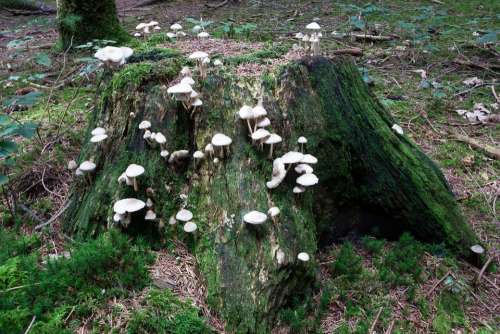 Mushrooms Tree Stump Forest White Beige Moss
