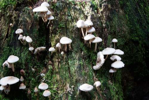 Mushrooms Tree Stump Forest White Beige Moss