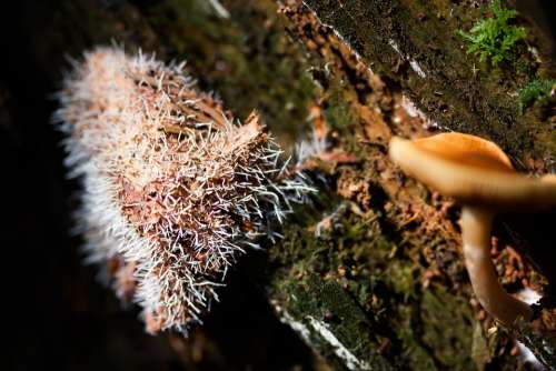 Mushrooms Tree Stump Prickly Break Up Screen