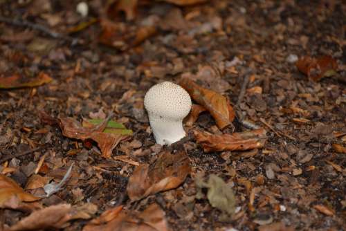 Mushrooms Nature Autumn Forest