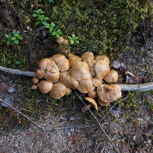 Mushrooms Mushroom Picking The Natural Choice