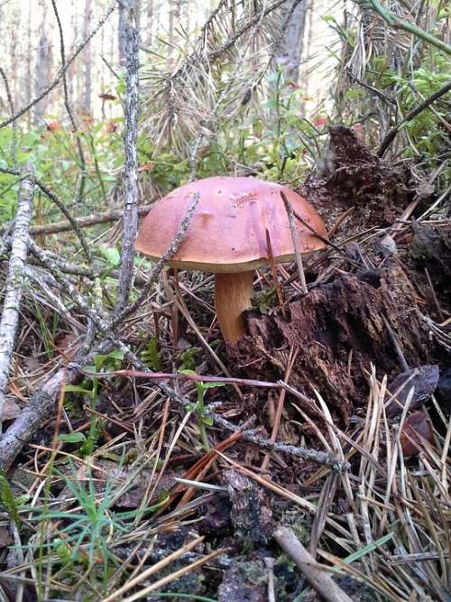 Mushrooms Forest Chestnut Boletus Autumn
