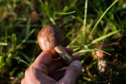Mushrooms Poisoning Forest The Collection Of