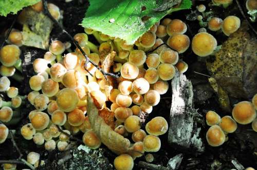 Mushrooms Trunk Forest Autumn