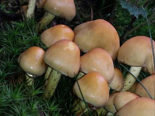 Mushrooms Autumn Forest Nature