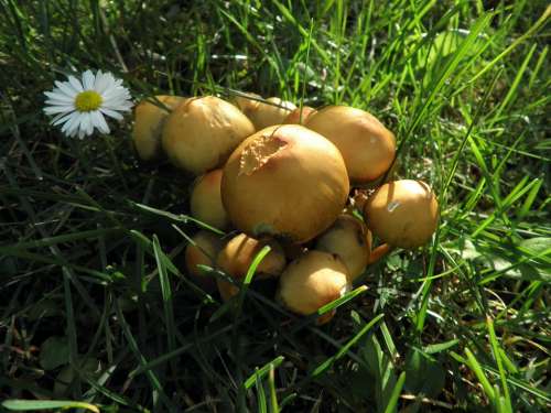 Mushrooms Yellow Small Meadow Autumn