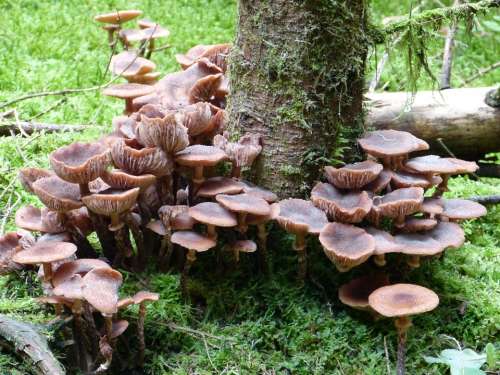 Mushrooms Autumn Nature Forest