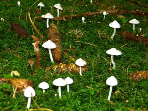 Mushrooms White Forest Floor Moss Autumn Nature