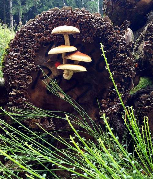 Mushrooms Autumn Forest Nature Tree Stump Wood