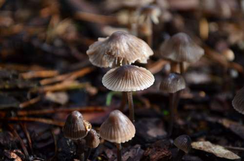 Mushrooms Forest Floor Nature Autumn