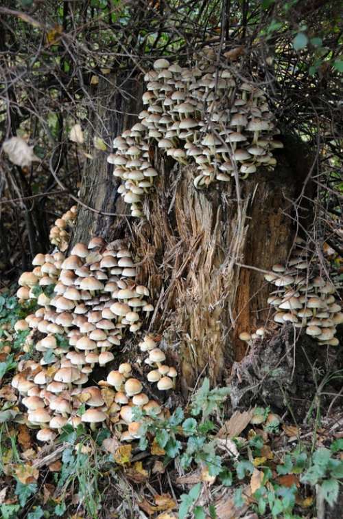 Mushrooms Tree Stump Decomposition Autumn Forest