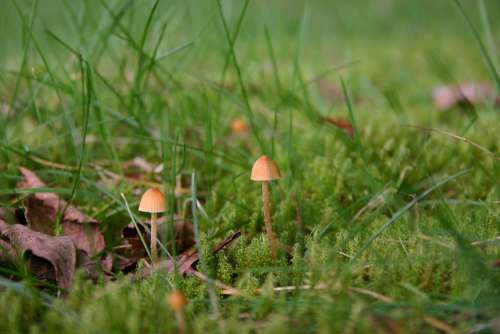 Mushrooms Green Nature