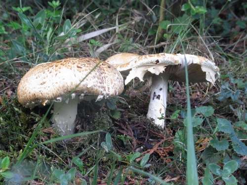 Mushrooms Plant Nature Forest