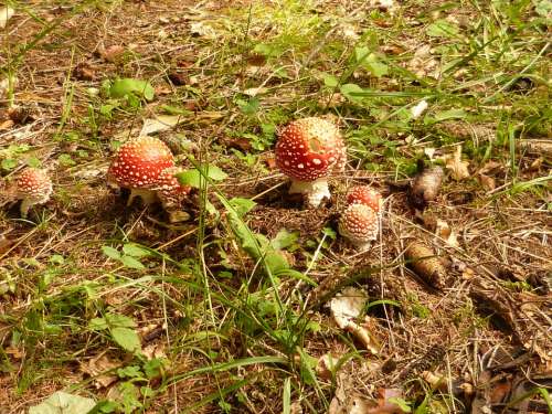 Mushrooms Matryoshka Toxic Red Forest Nature