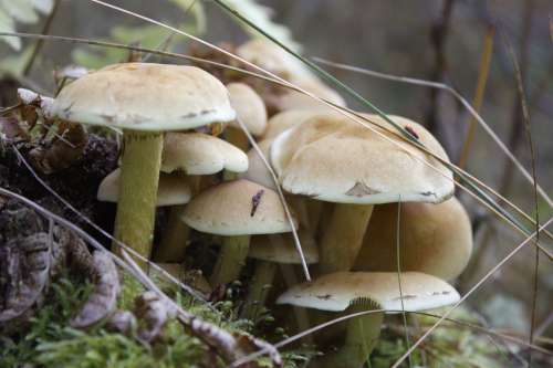 Mushrooms Poisonous Wild Mushrooms Toxic Wild Moss