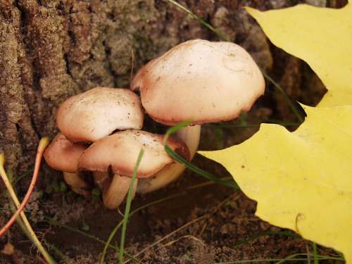 Mushrooms Light Brown Tree Fungus Bark Nature