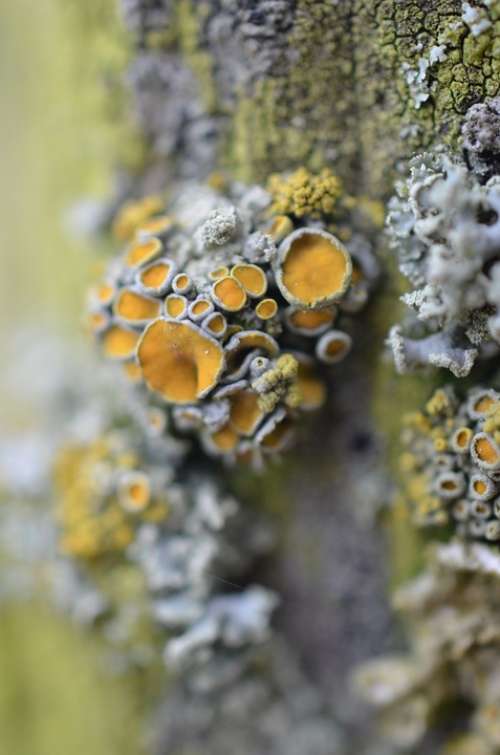 Mushrooms Weave Moss Tree Forest Wet Autumn