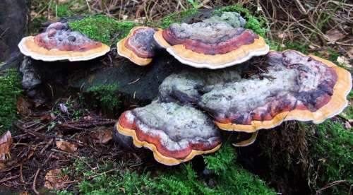 Mushrooms Tree Mushroom Pine Forest Europe North