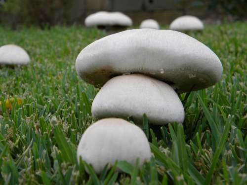 Mushrooms Autumn Fungus Callampa