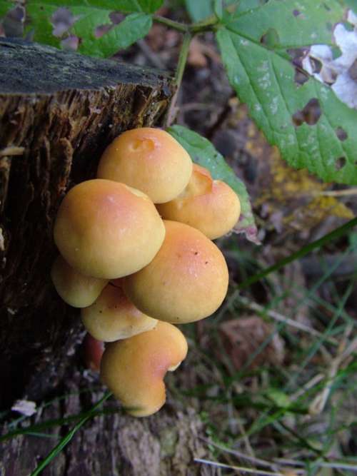 Mushrooms Forest Autumn