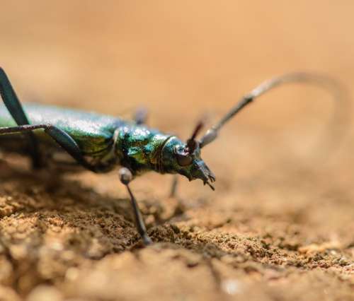 Musk Beetle Aromia Moschata Insects Summer Nature