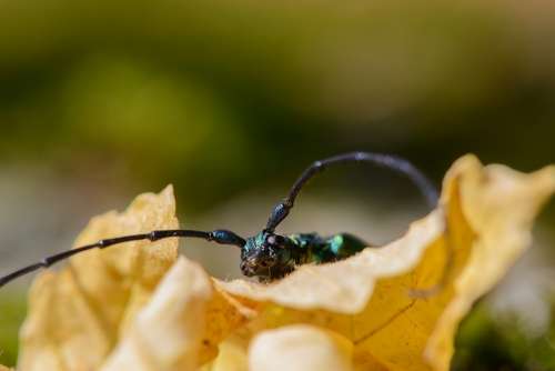 Musk Beetle Aromia Moschata Insects Summer Nature