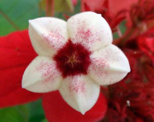 Mussaenda Red Stamen Scarlet Flower Flowers India
