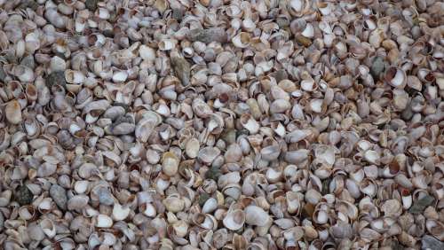 Mussels Shells Beach