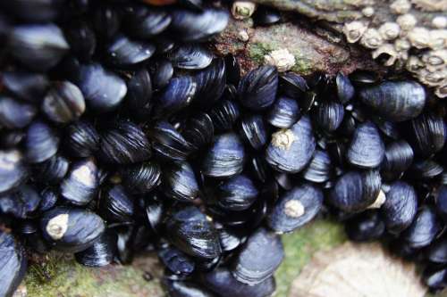 Mussels Shells Sea Scotland