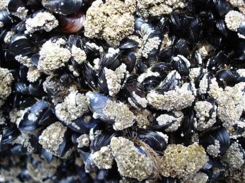 Mussels Low Tide Barnacles Ocean Beach Shoreline