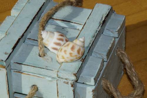 Mussels Snail Shells Box Maritime Decoration Deco