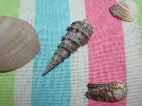 Mussels Shell Flotsam Maritime Vacations Beach