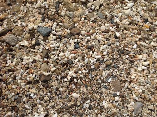 Mussels Beach Stones