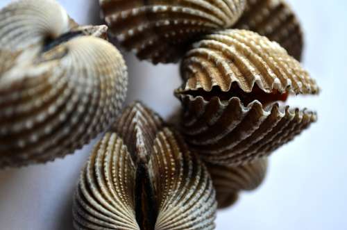 Mussels Shells Sea Life Decoration