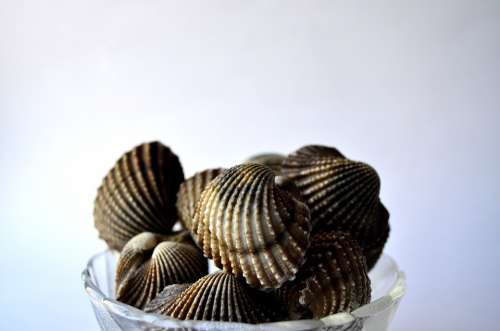 Mussels Shells Sea Life Bowl Decoration