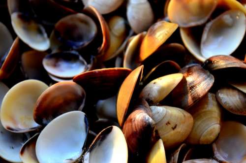 Mussels Shells Sea Life Decoration