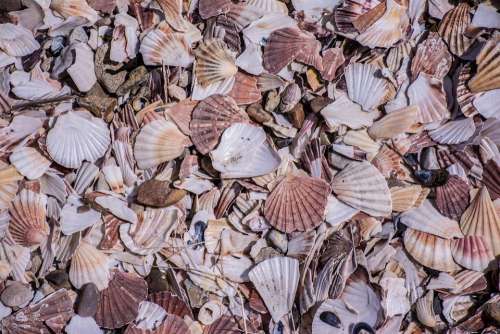 Mussels Beach Coast Nature Flotsam North Sea