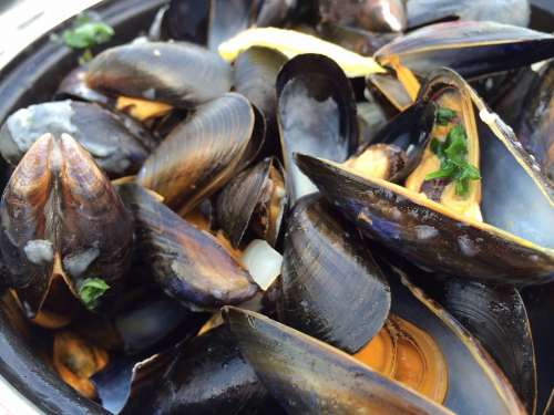 Mussels Seafood South Sea