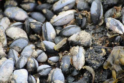 Mussels Watt Area Coastal Region Barnacles