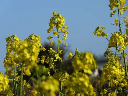 Mustard Plant Blossom Cultivation Yellow Landscape