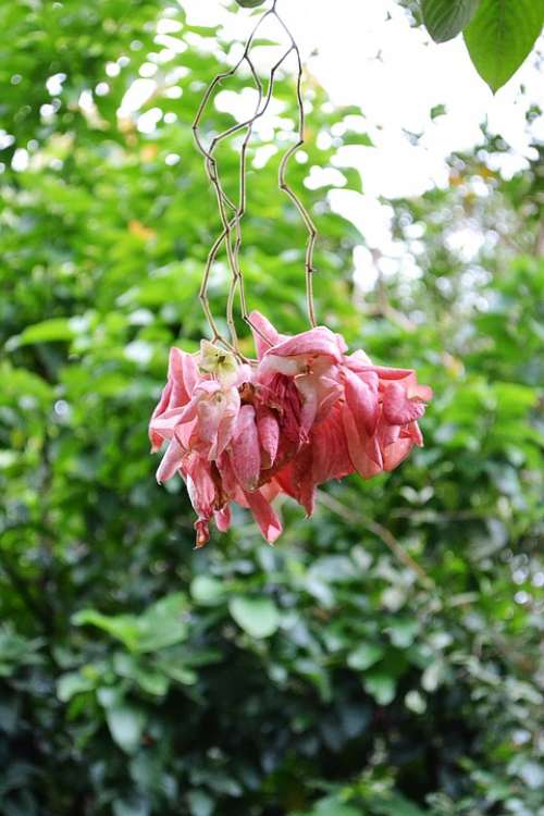 Musunda Rose Flower Rose Color Nature Plant