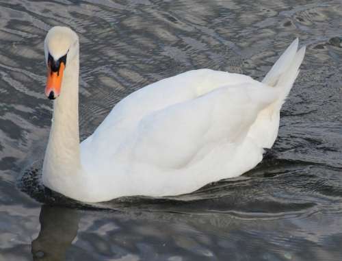 Mute Swan Cygnus Olor Swan Bird Swim Animal White