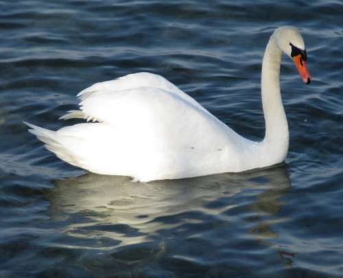 Mute Swan Bird Swan Majestic Plumage Beaded Lake