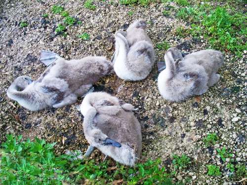 Mute Swan Signets Cygnus Olor Swans Waterfowl