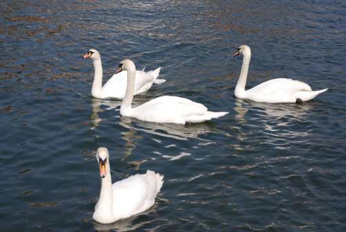 Mute Swan Cygnus Olor White Water Cobs River